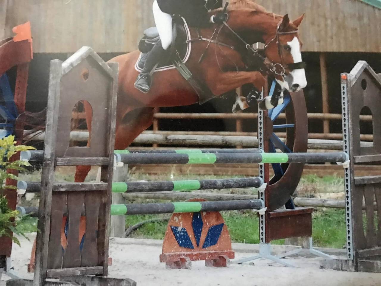 &Agrave; vendre jument SF plein papier de 18 ans 