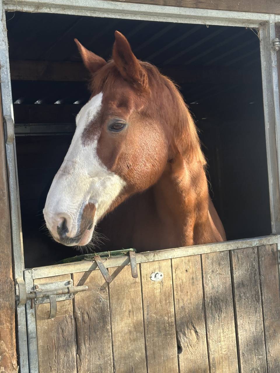 &Agrave; vendre jument SF plein papier de 18 ans 