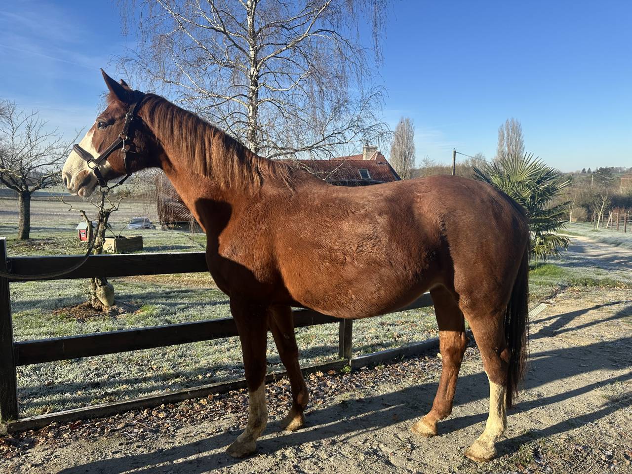 &Agrave; vendre jument SF plein papier de 18 ans 