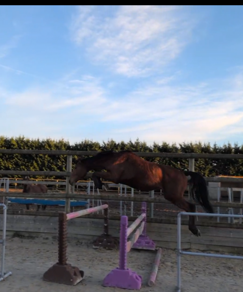 entier 3 ans par vagabond de la pomme