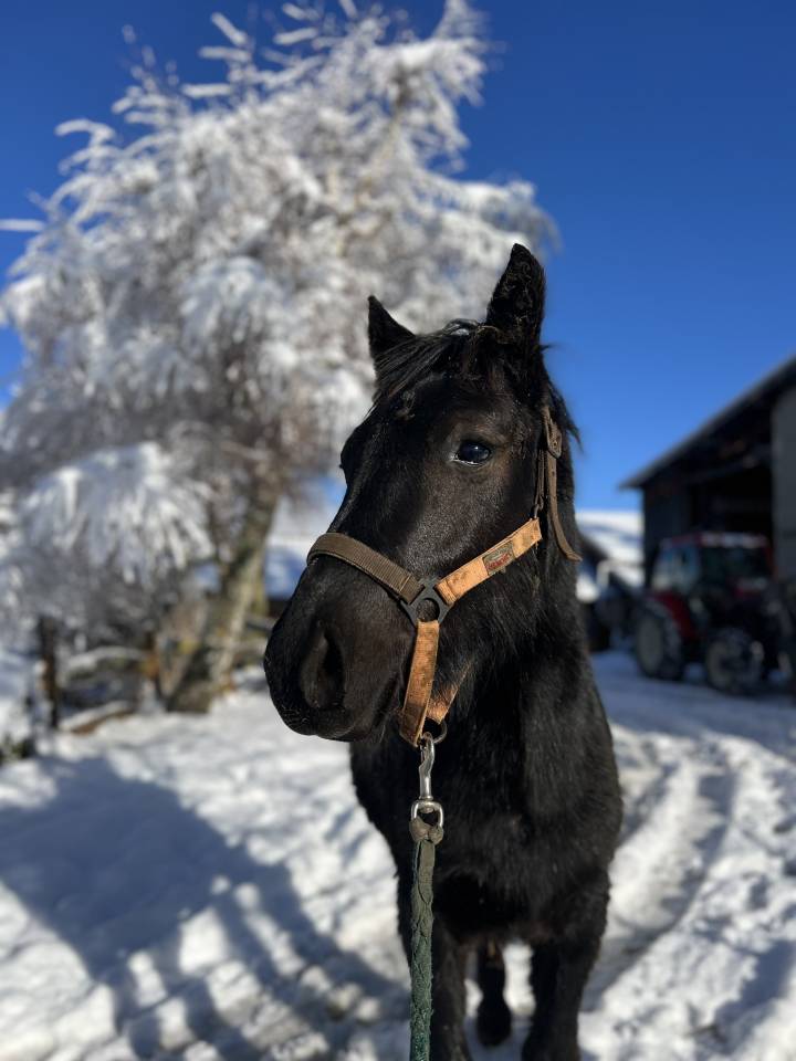 Poulain M&eacute;rens PP