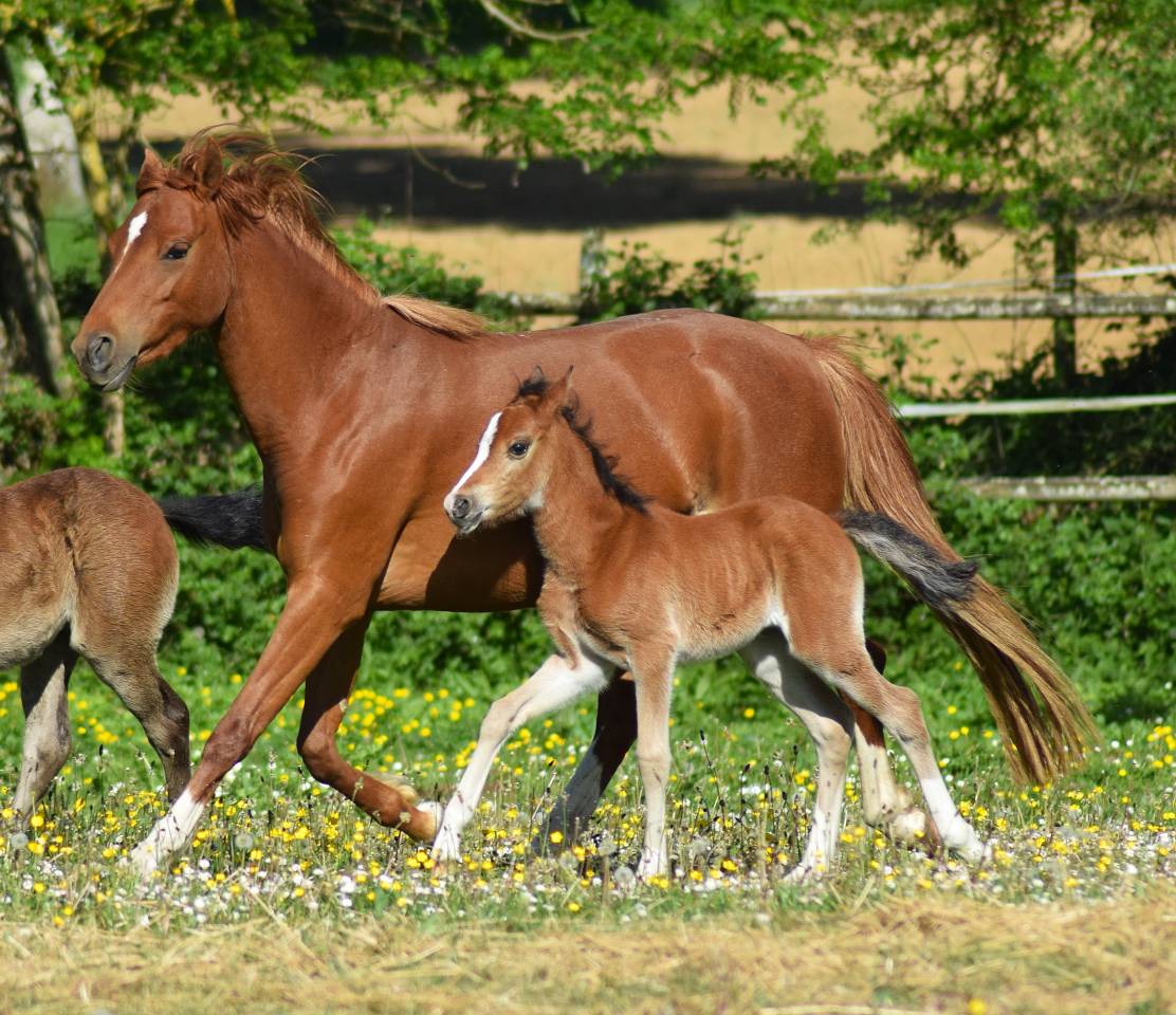 Welsh pony pp, jument import&eacute;e,suit&eacute;e, alezane 