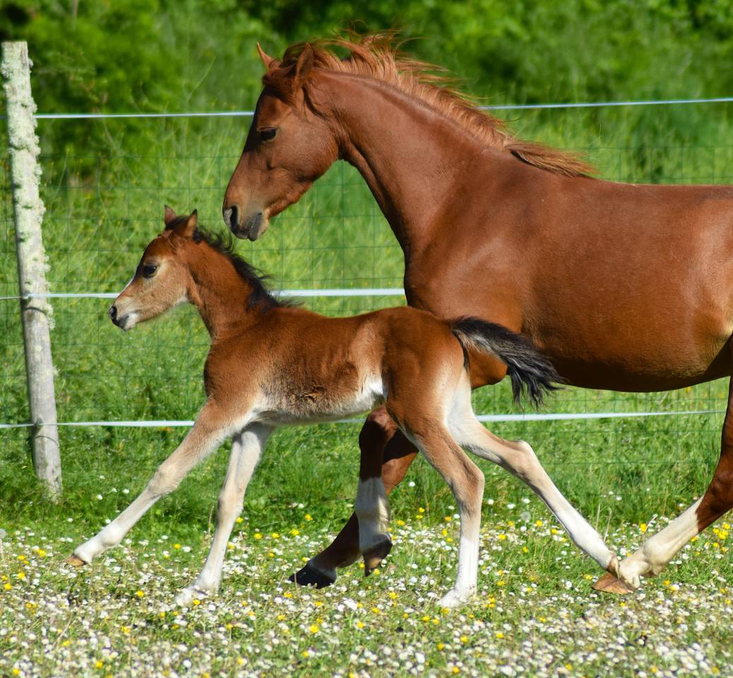 Welsh pony pp, jument import&eacute;e,suit&eacute;e, alezane 