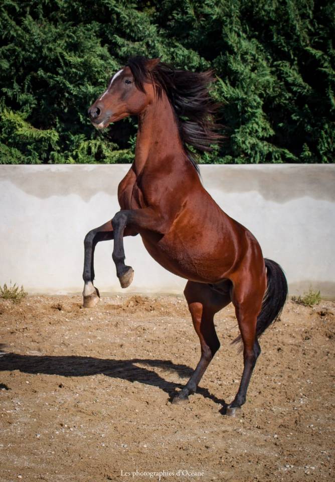 Entier ma&icirc;tre d&rsquo;&eacute;cole 