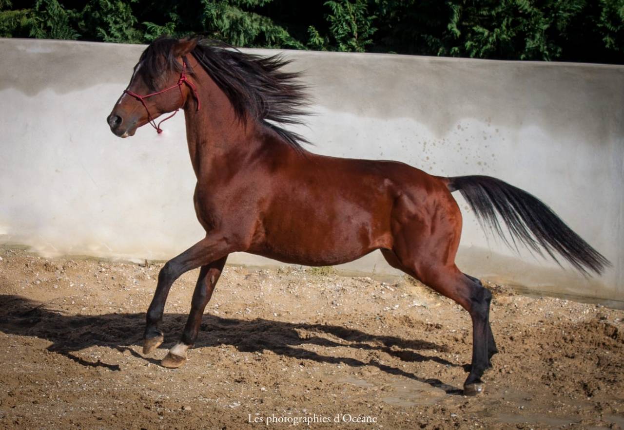 Entier ma&icirc;tre d&rsquo;&eacute;cole 