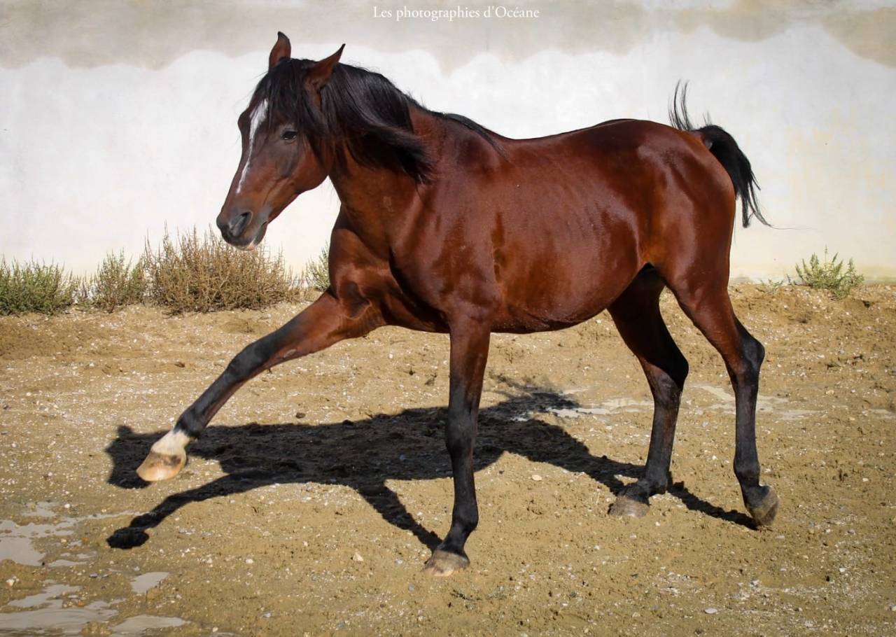 Entier ma&icirc;tre d&rsquo;&eacute;cole 