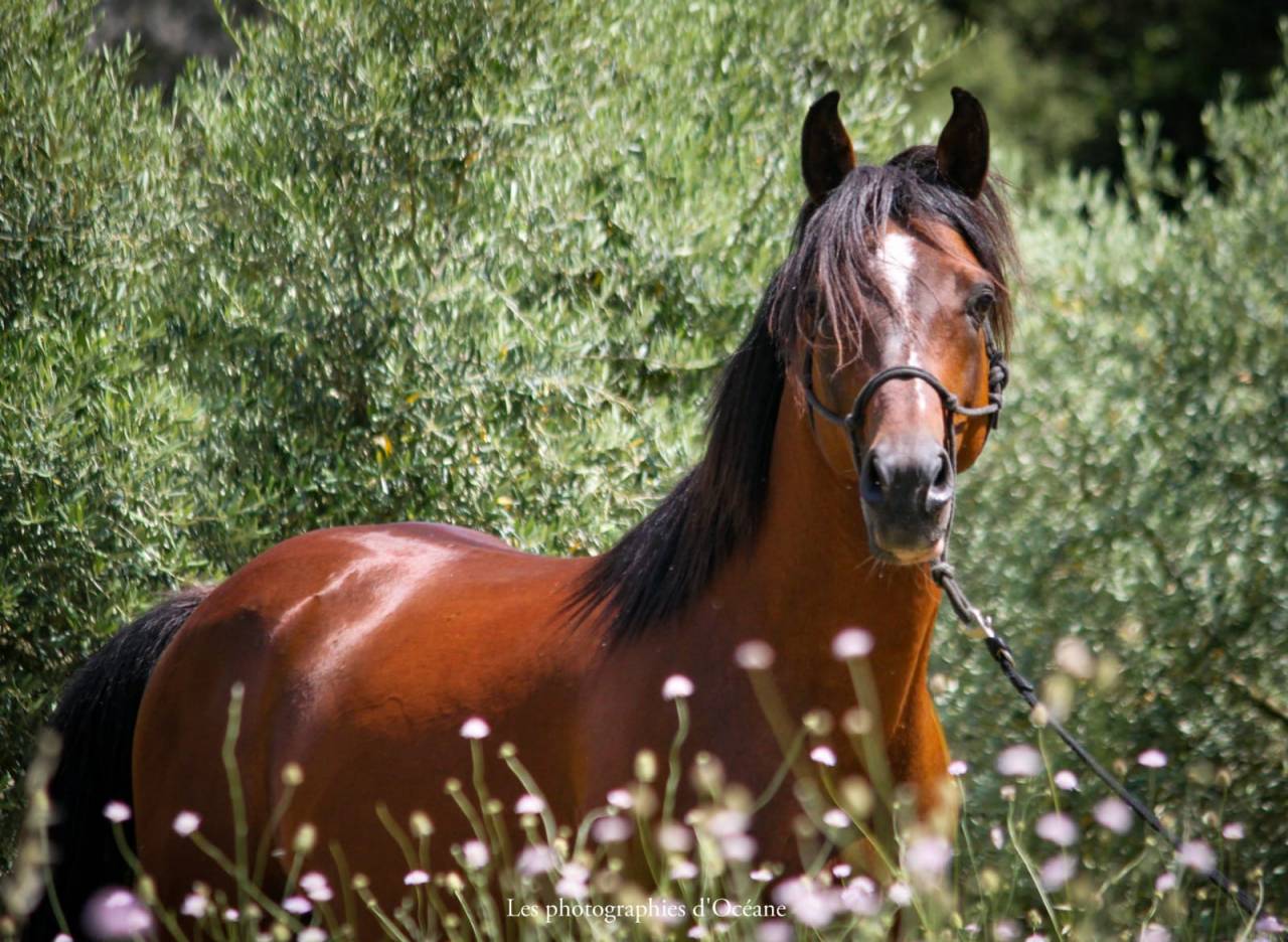 Entier ma&icirc;tre d&rsquo;&eacute;cole 