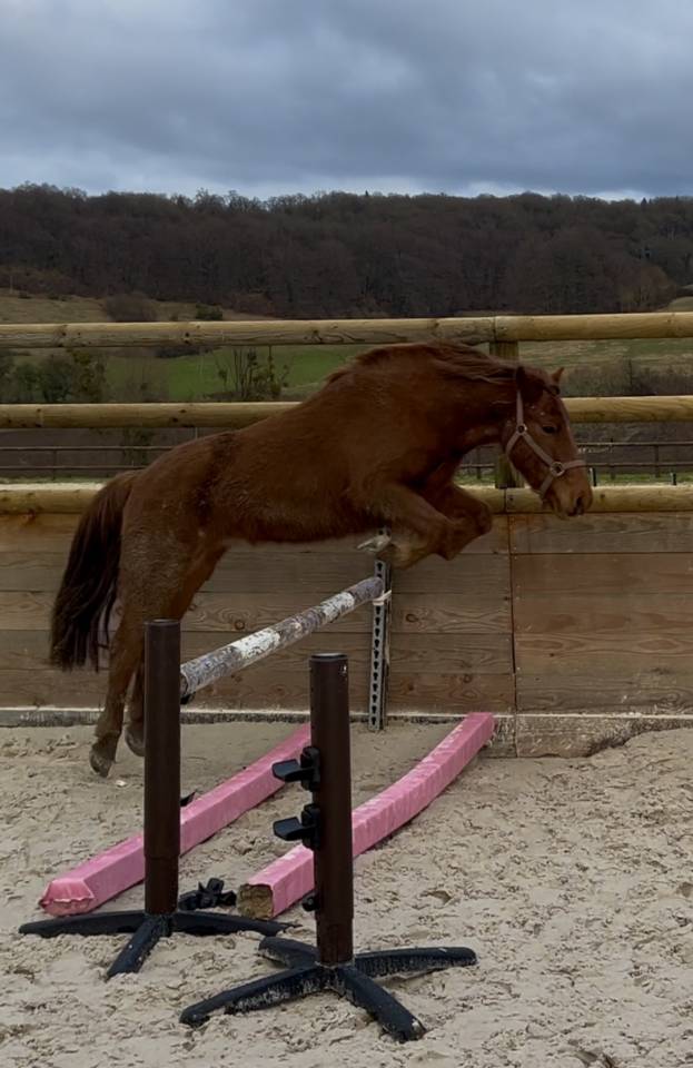 Poneys B &agrave; louer 