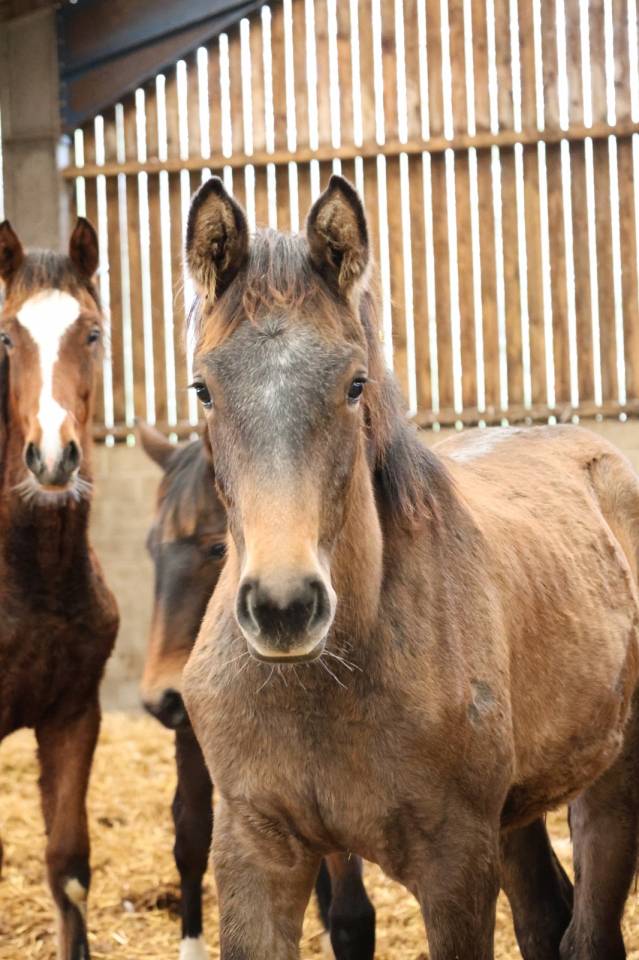 Magnifique pouliche de 1 ans 