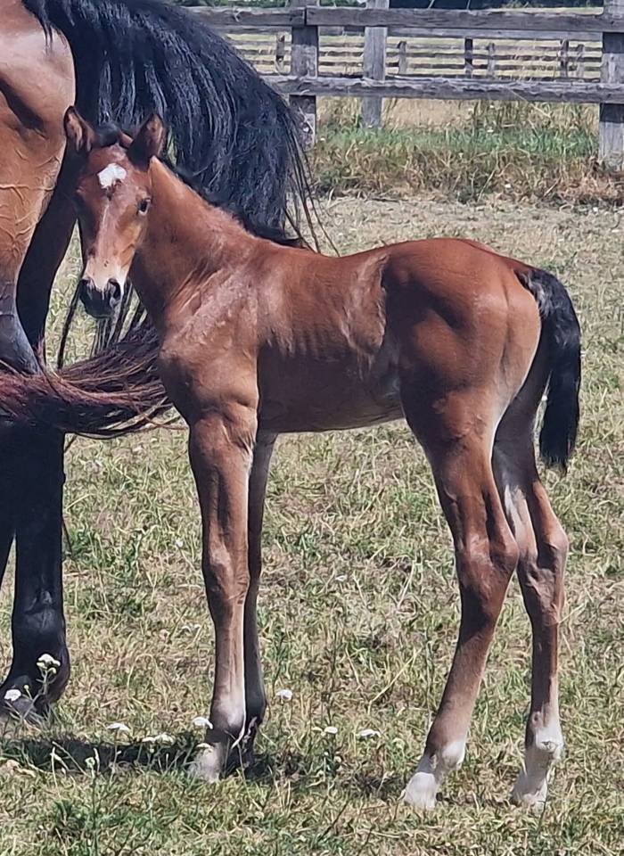 Poulain de 1 ans par Rahotep de Toscane