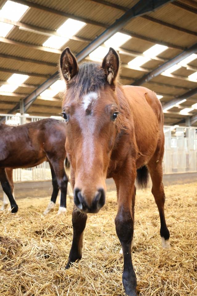 Poulain de 1 ans par Rahotep de Toscane