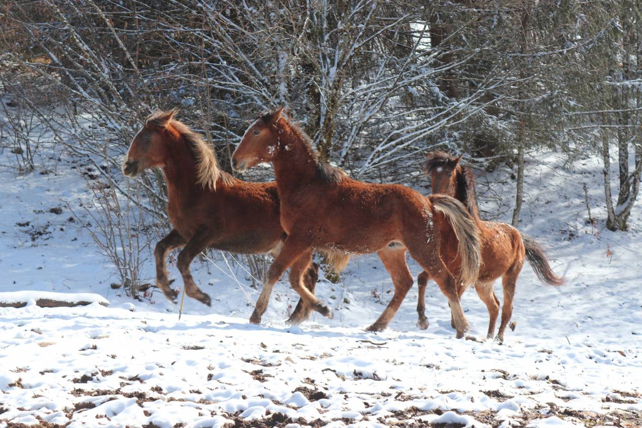Barbe PP Pashan Houlm Al A&ccedil;il - Pontentiel sport et loi