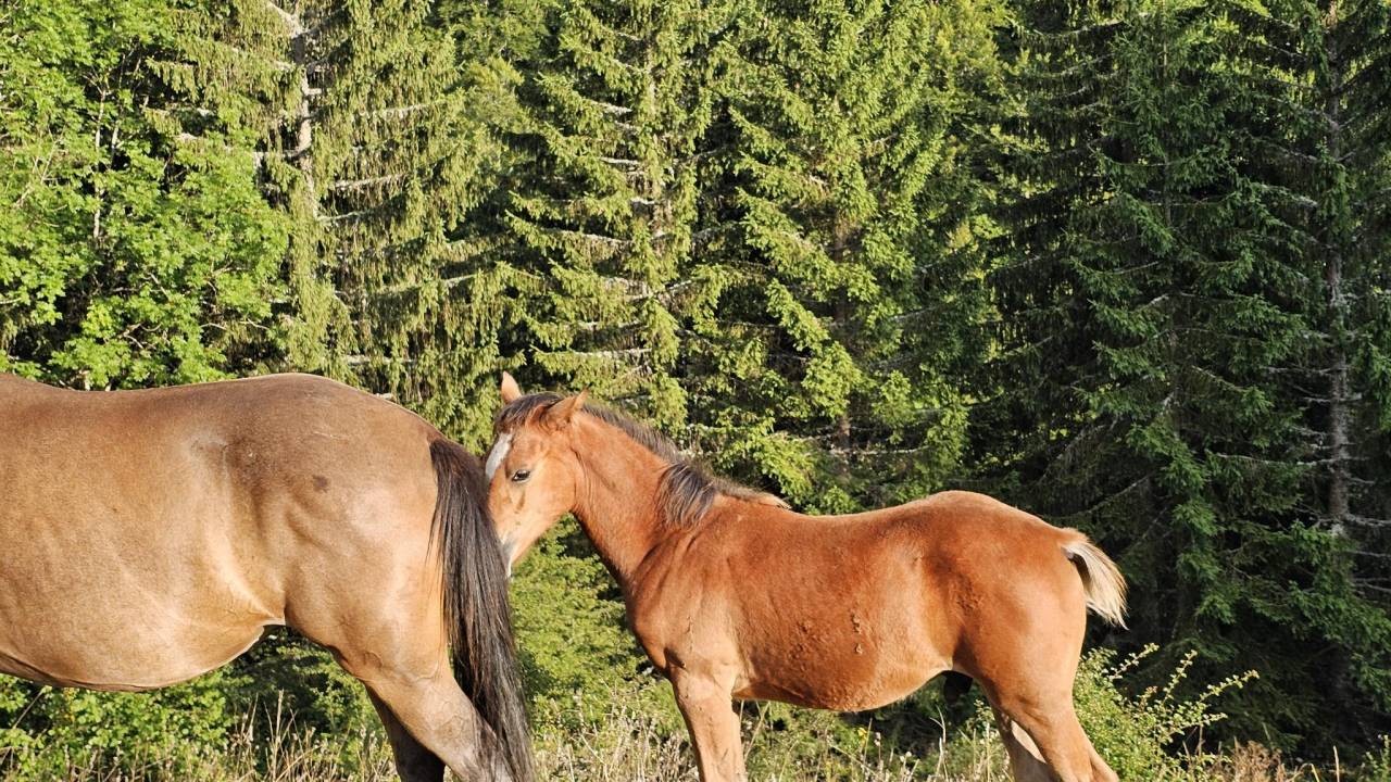 Barbe PP Pashan Houlm Al A&ccedil;il - Pontentiel sport et loi