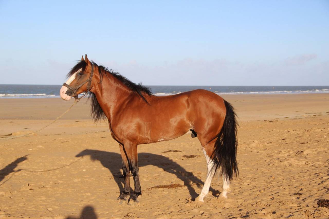 Barbe PP Pashan Houlm Al A&ccedil;il - Pontentiel sport et loi