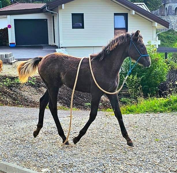 Jument Barbe, chic, polyvante, sport et loisir