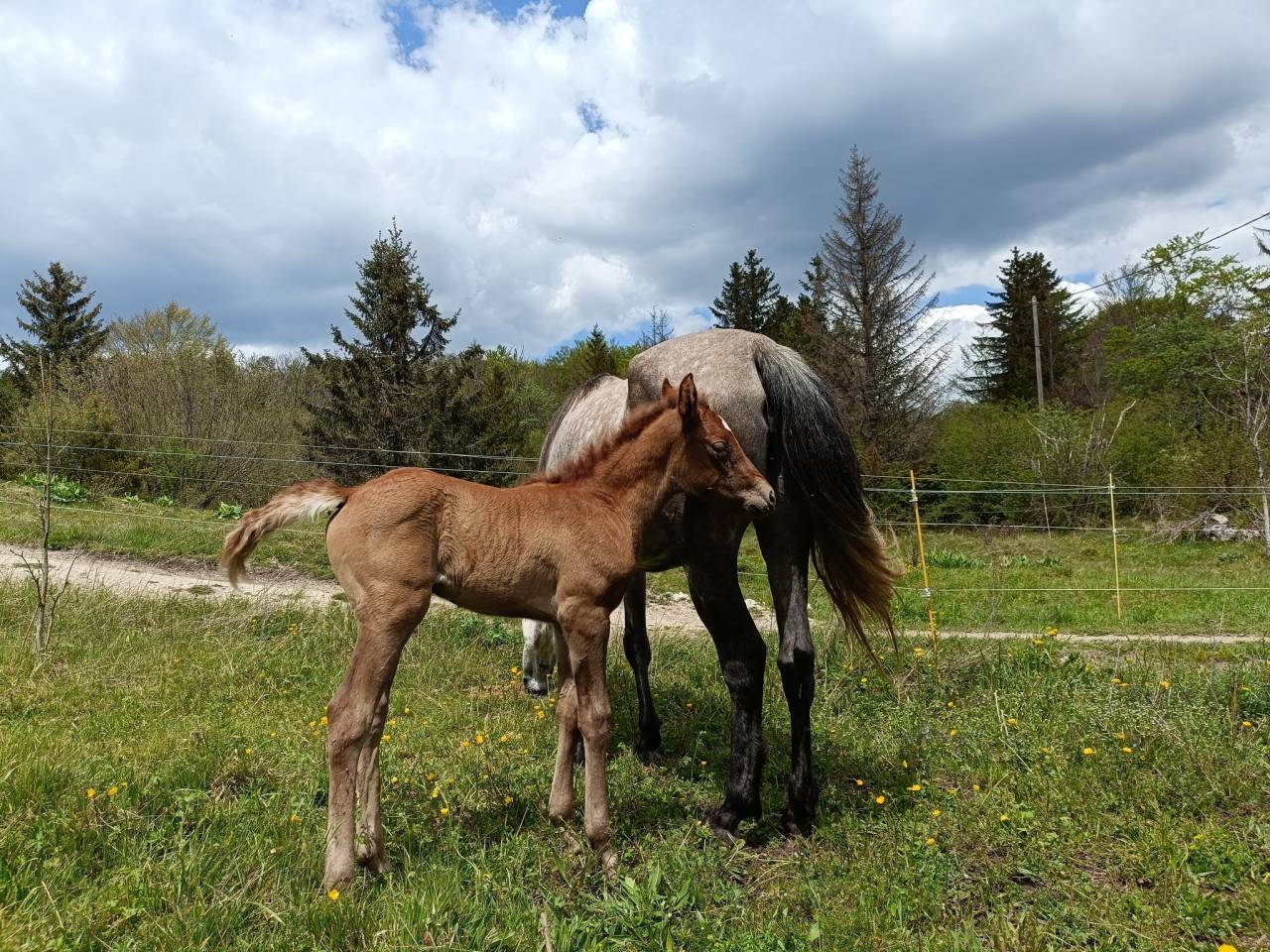 Jument Barbe, chic, polyvante, sport et loisir