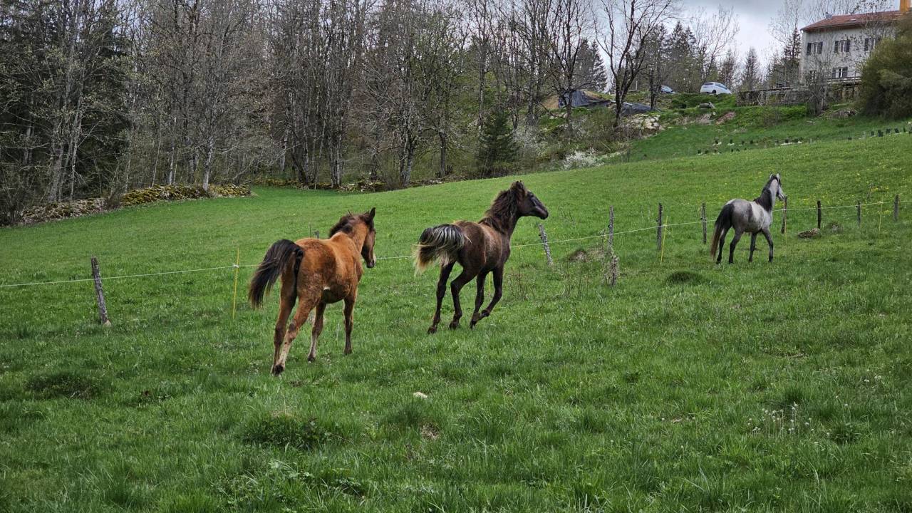 Jument Barbe, chic, polyvante, sport et loisir