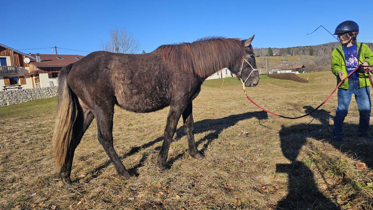 Jument Barbe, chic, polyvante, sport et loisir