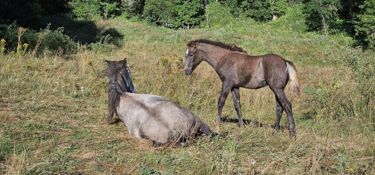 Jument Barbe, chic, polyvante, sport et loisir