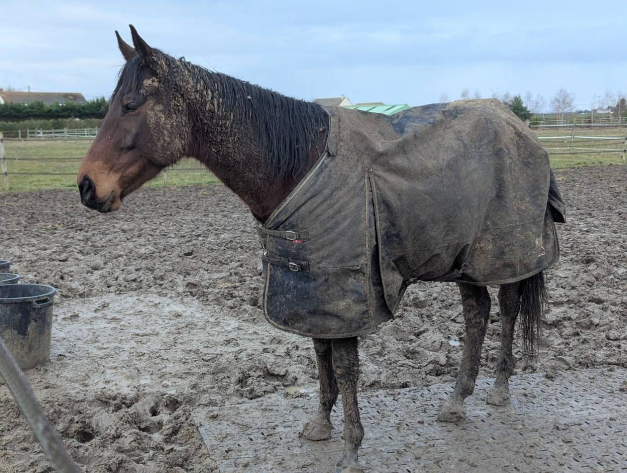 Pur sang r&eacute;form&eacute; (jamais couru) de 5 ans