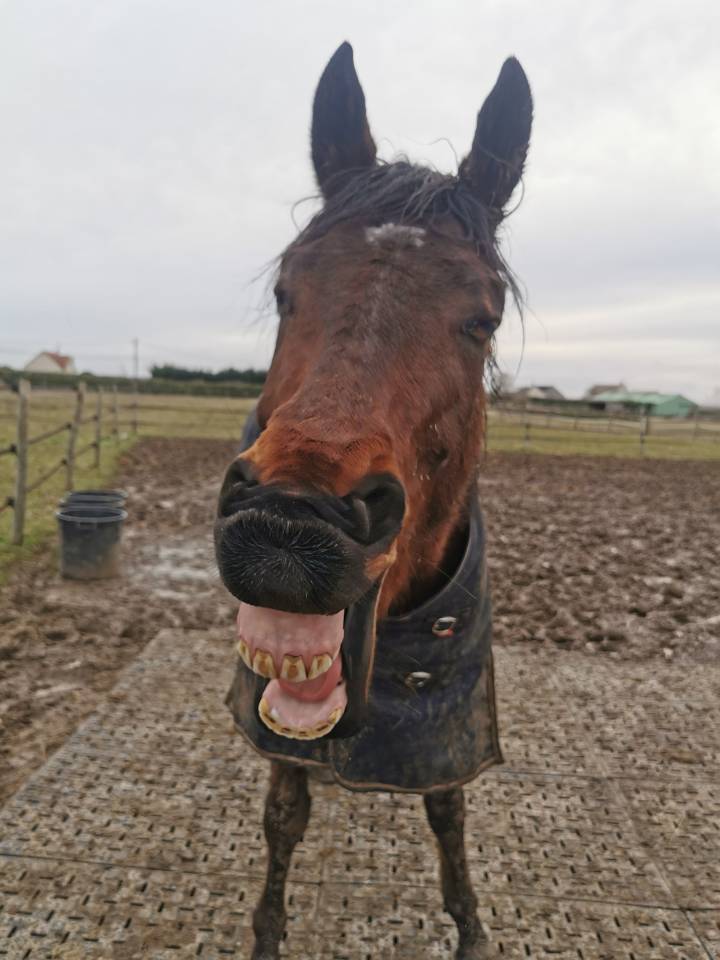 Pur sang r&eacute;form&eacute; (jamais couru) de 5 ans