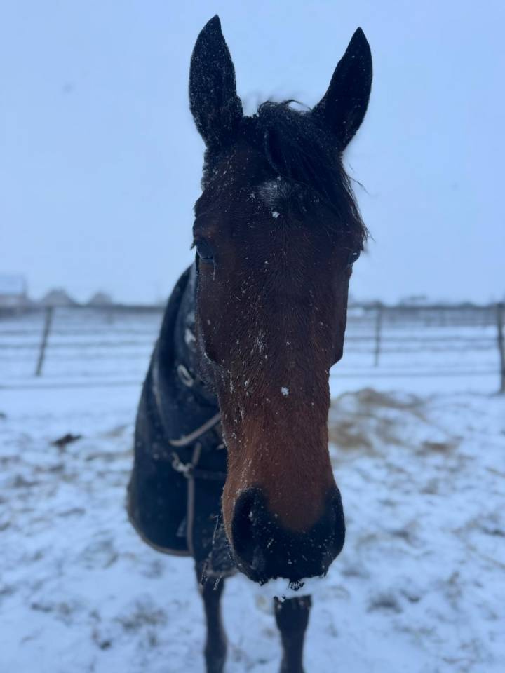 Pur sang r&eacute;form&eacute; (jamais couru) de 5 ans