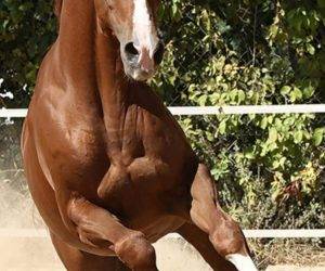 Magnifique cheval de sport &eacute;lev&eacute; avec beaucoup de soin.