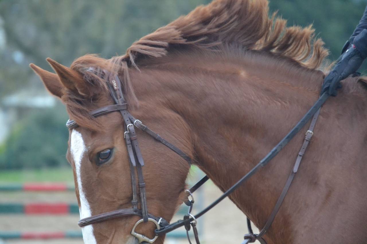 Jument selle fran&ccedil;ais 9 ans 