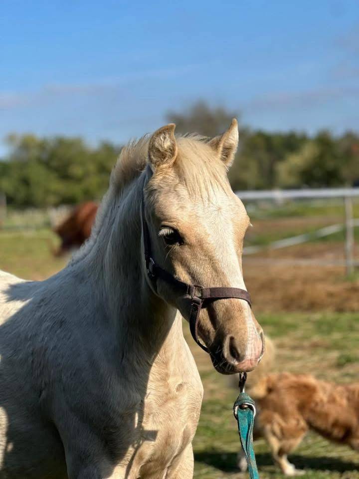 Poulain Welsh part bred palomino +Dw
