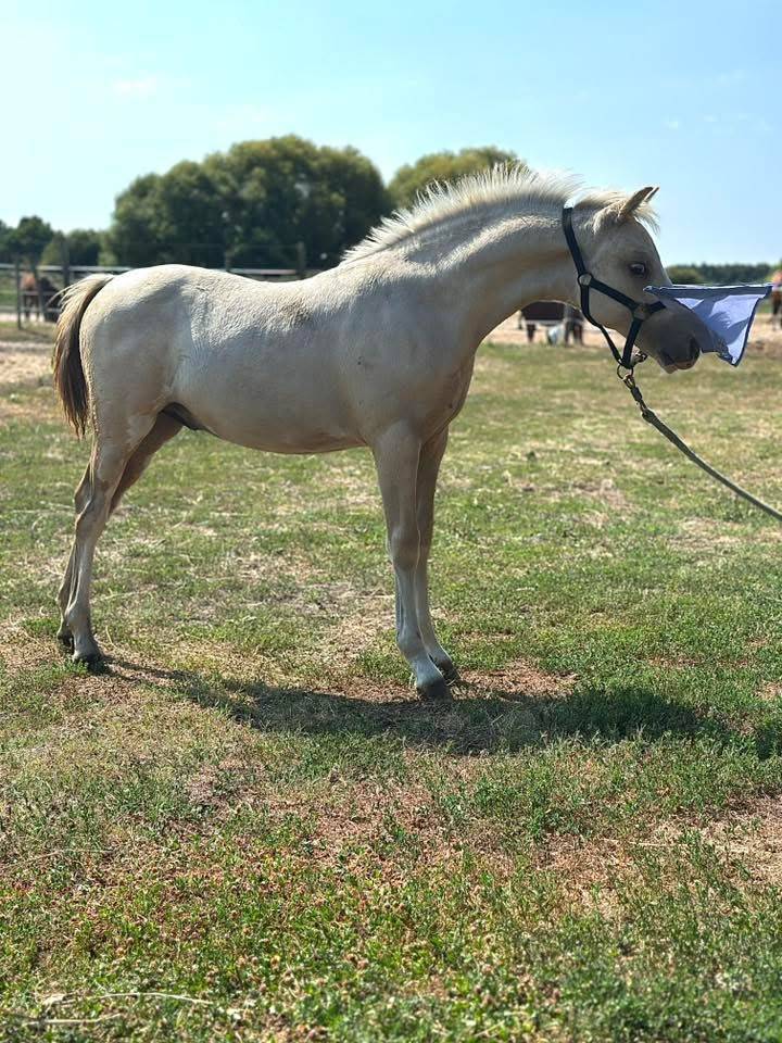 Poulain Welsh part bred palomino +Dw