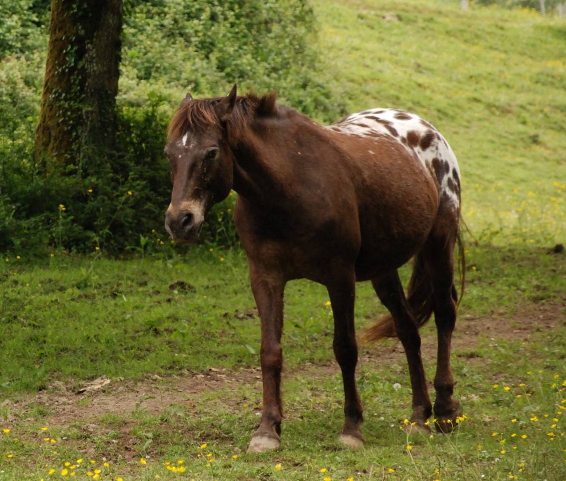 Hongre Appaloosa polyvalent 15 ans, id&eacute;al loisir, balad