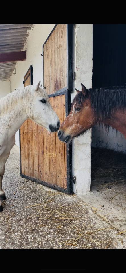 Shetland &agrave; donner 