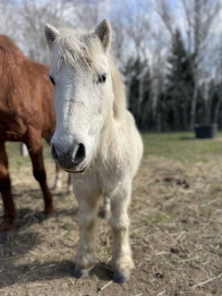 Shetland &agrave; donner 
