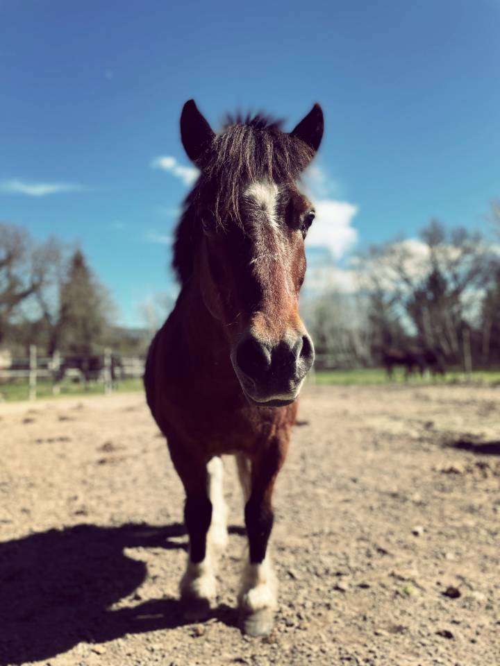 Shetland &agrave; donner 