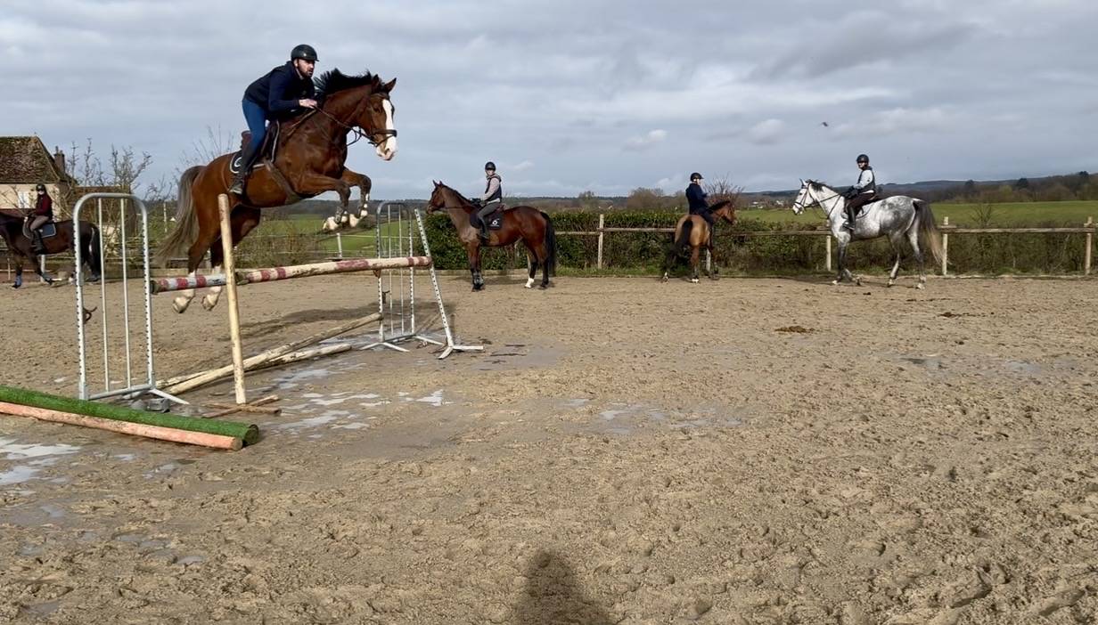 Hongre Selle Fran&ccedil;ais 