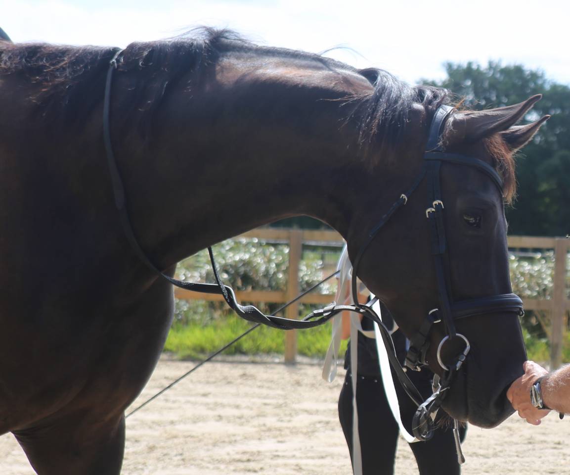 Jeune jument 100% dressage  