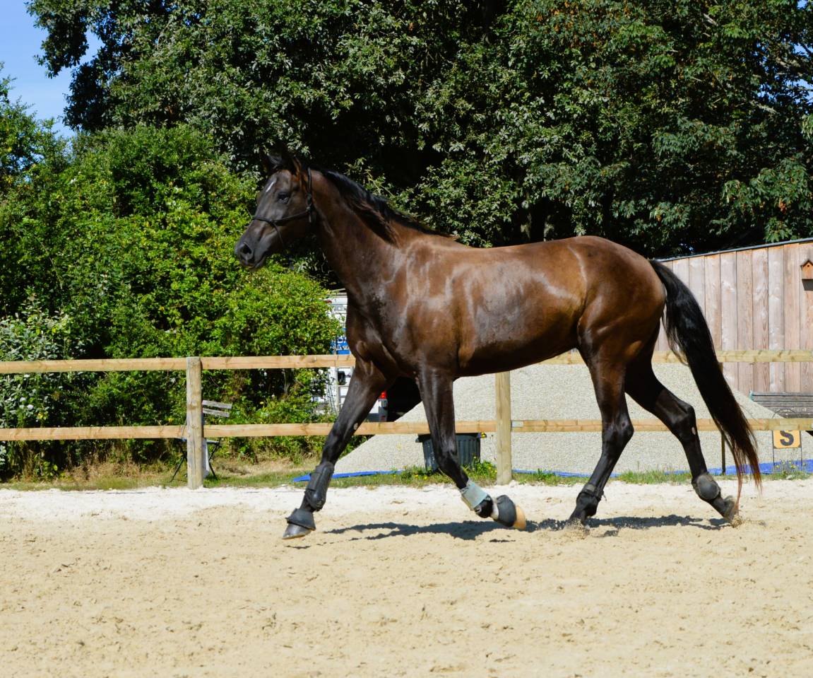 Jeune jument 100% dressage  