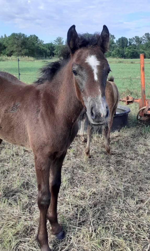 Pouliche PP connemara de 2 ans