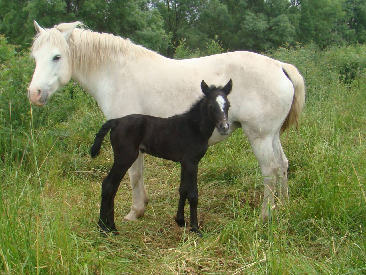 Pouliche PP connemara de 2 ans