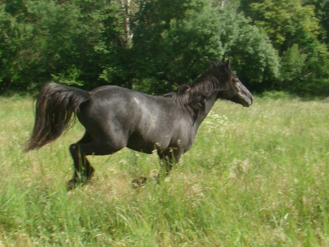 Pouliche PP connemara de 2 ans