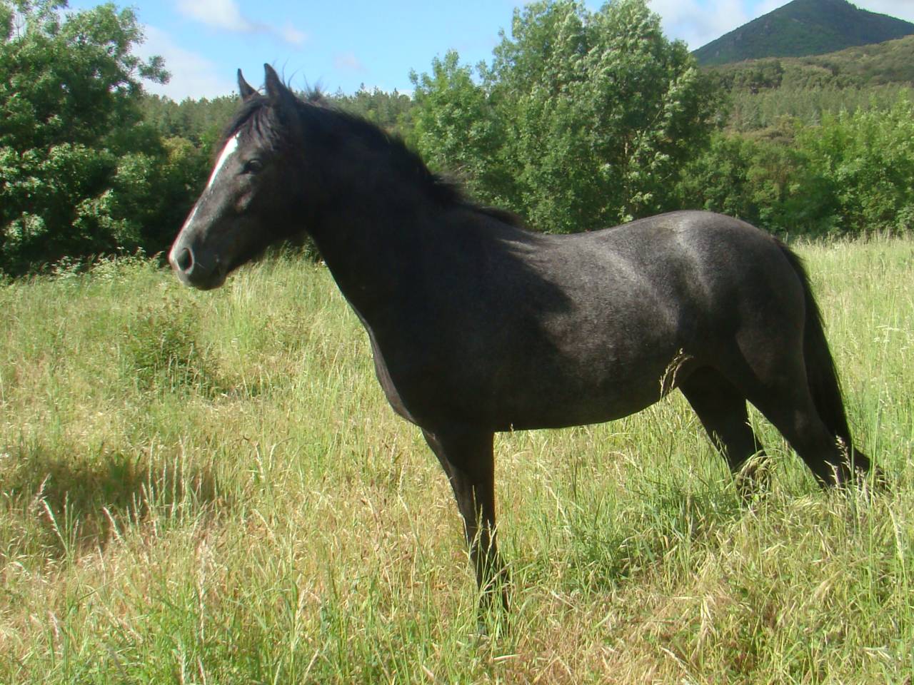 Pouliche PP connemara de 2 ans