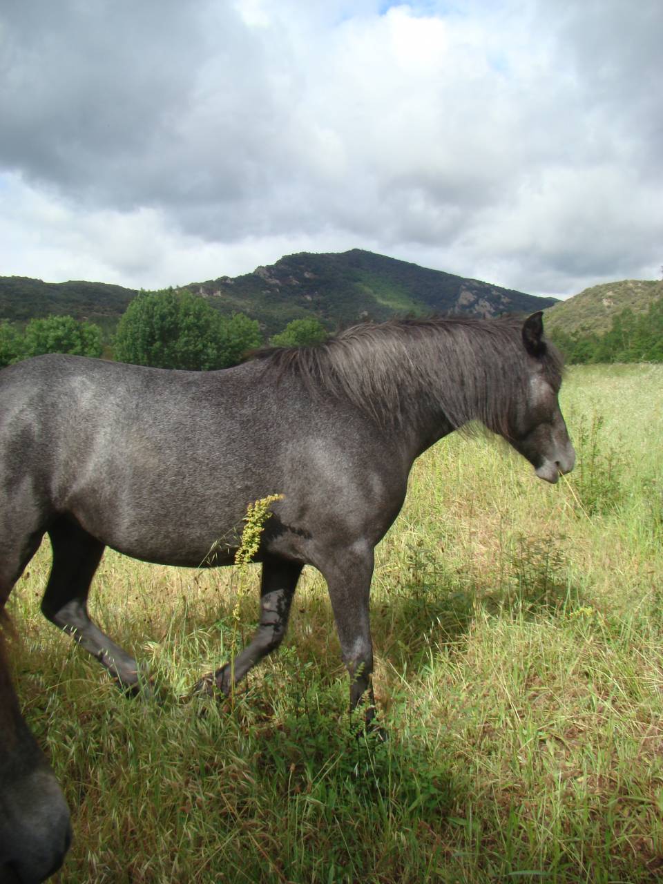 Pouliche PP connemara de 2 ans