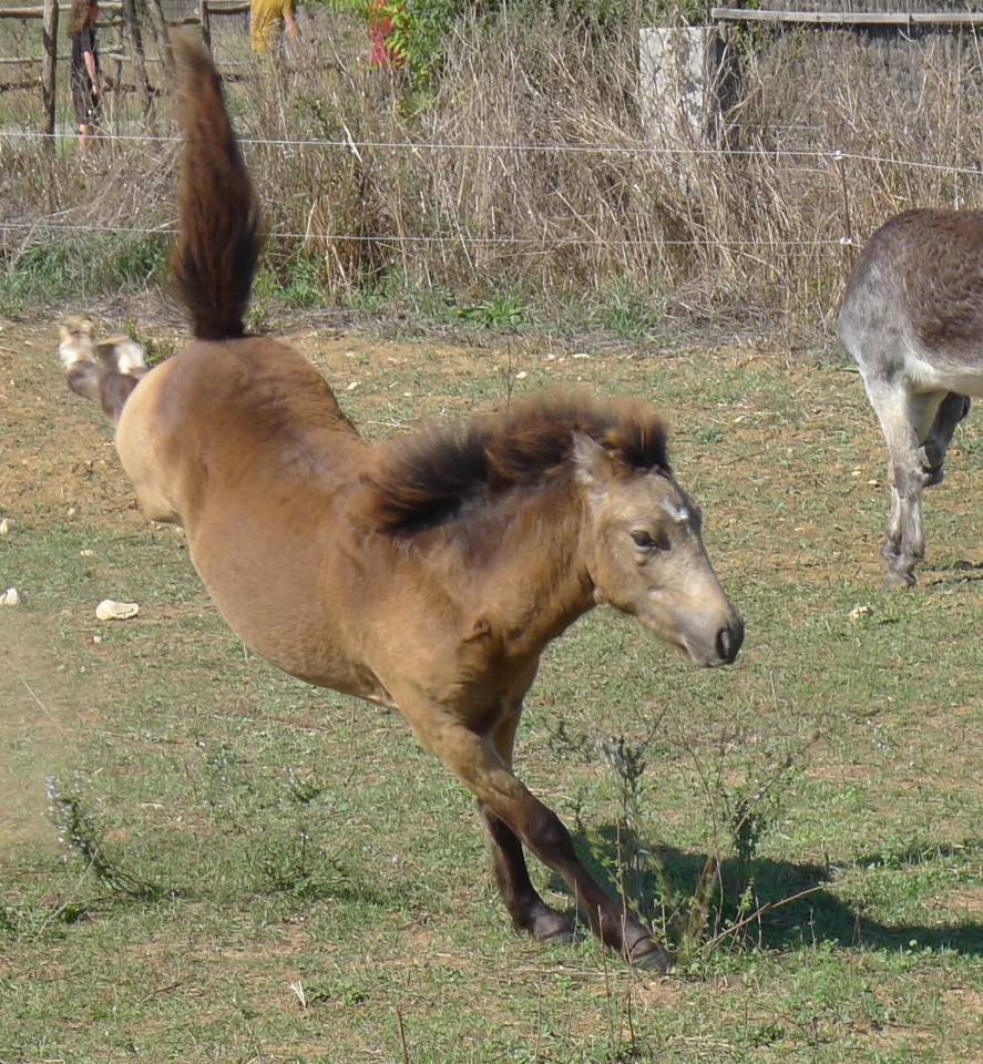 Poulain welsh part bred