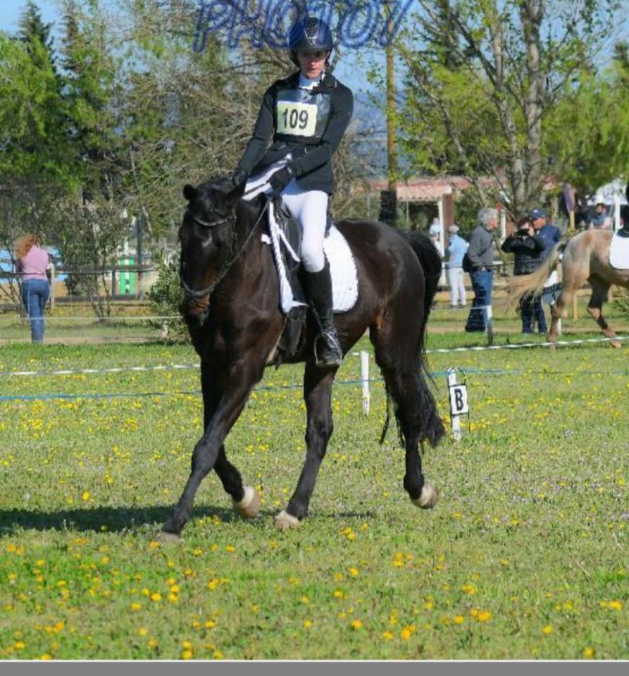 Hongre 17 ans polyvalent