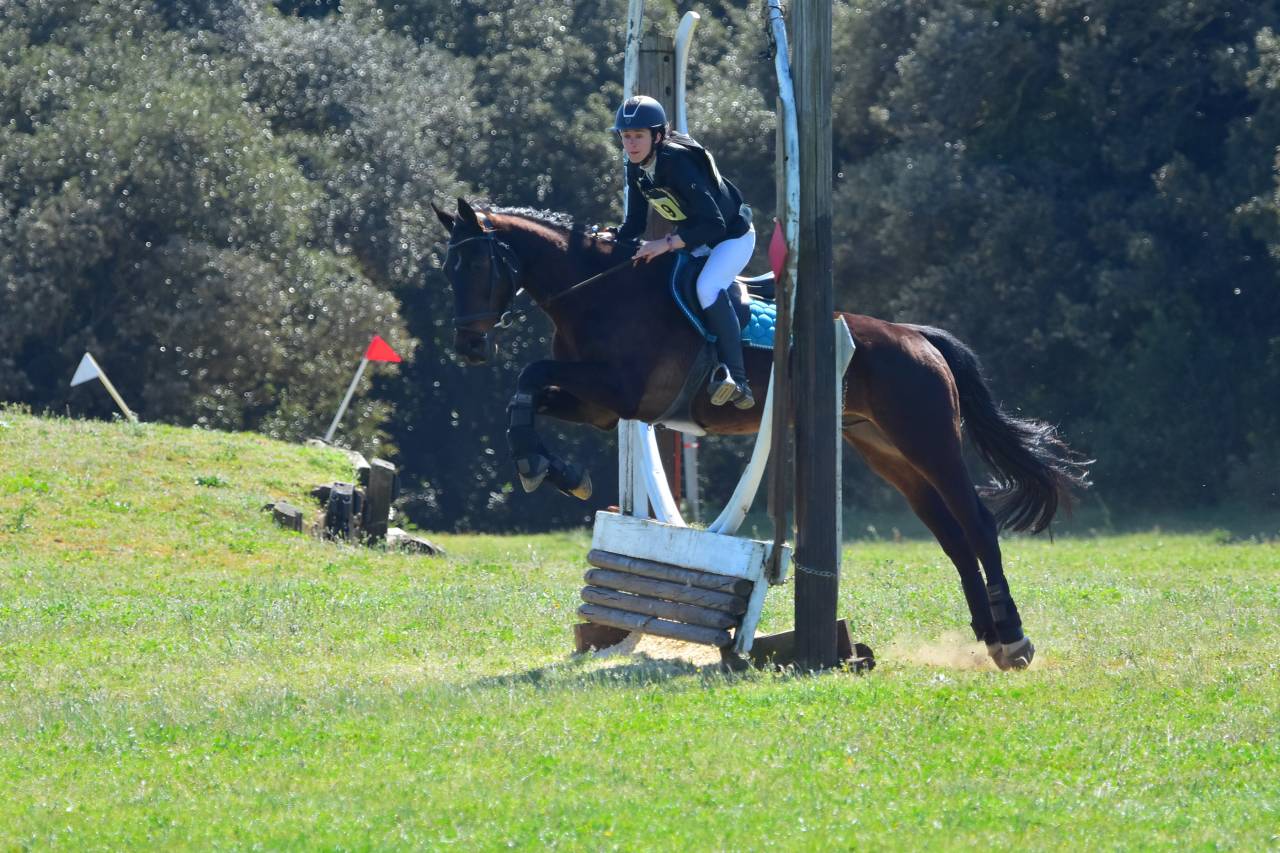 Hongre 17 ans polyvalent