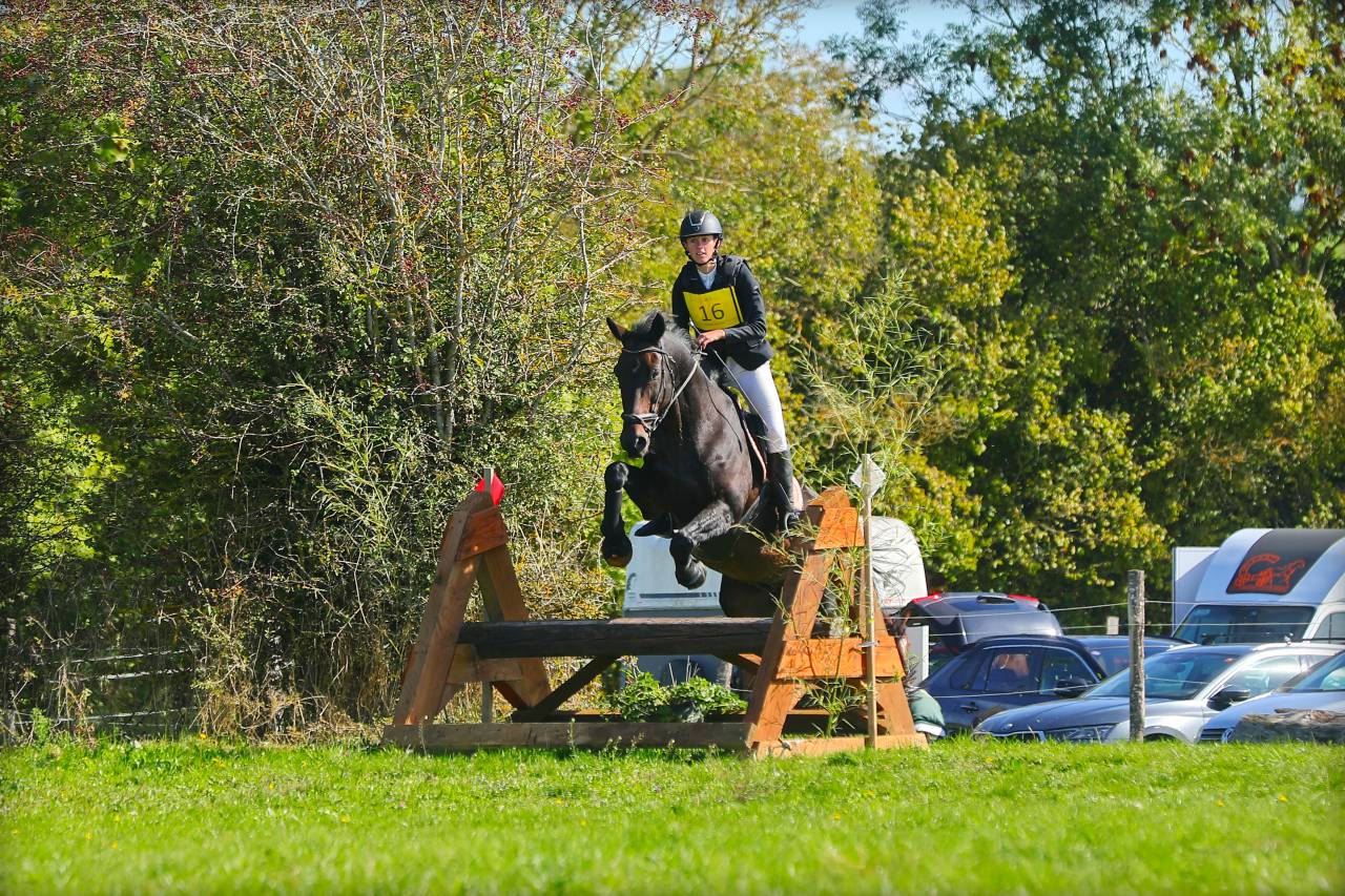 Hongre 17 ans polyvalent