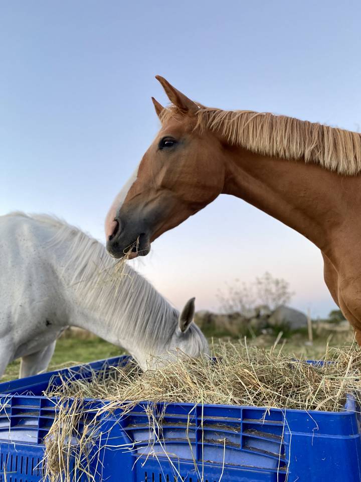 Recherche Cavalier - Installation au sein d&rsquo;une structu
