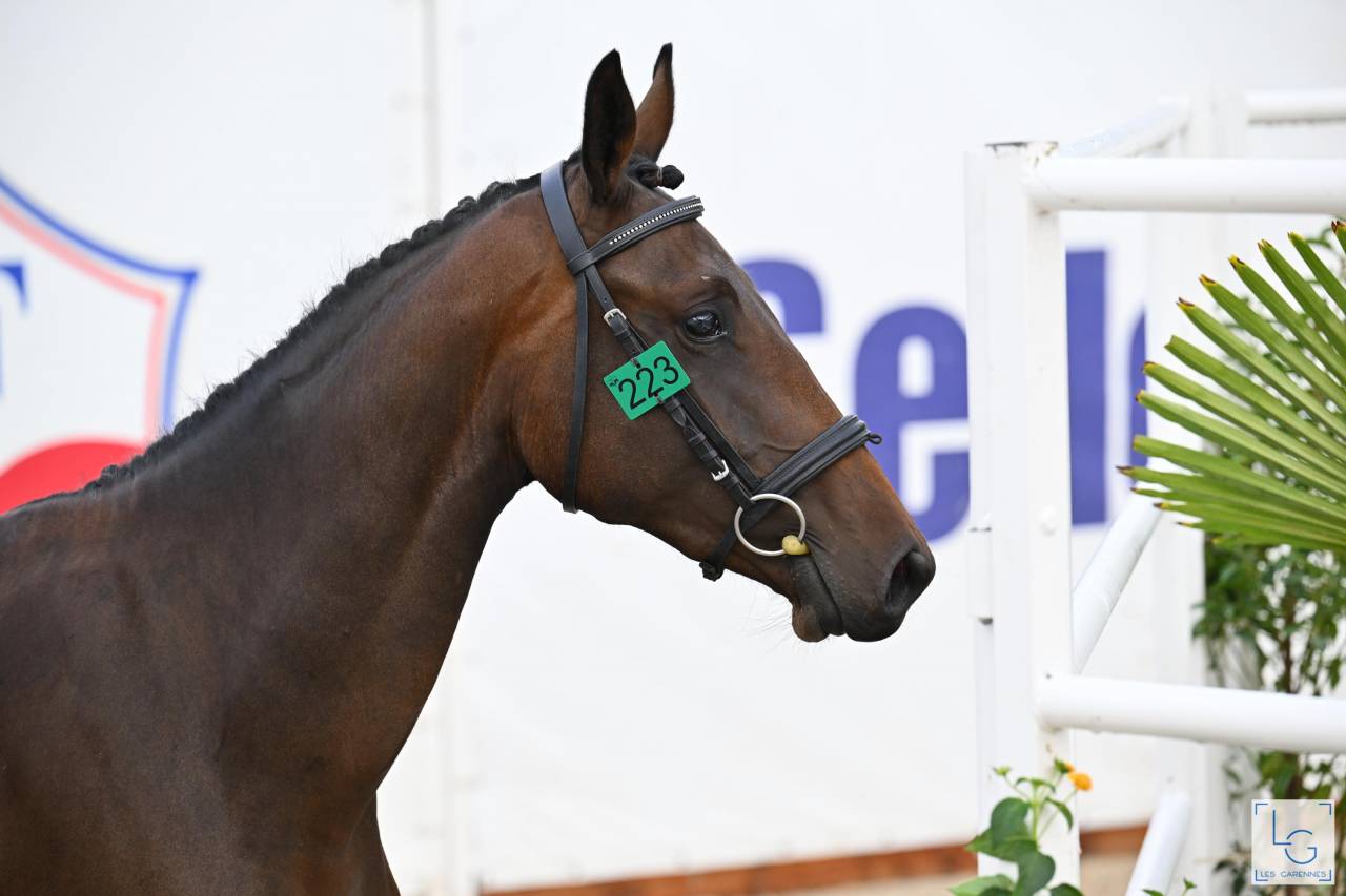 Jument Selle francais de 3 ans