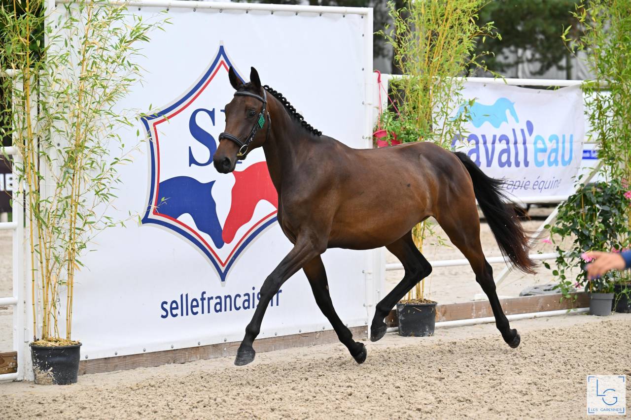 Jument Selle francais de 3 ans