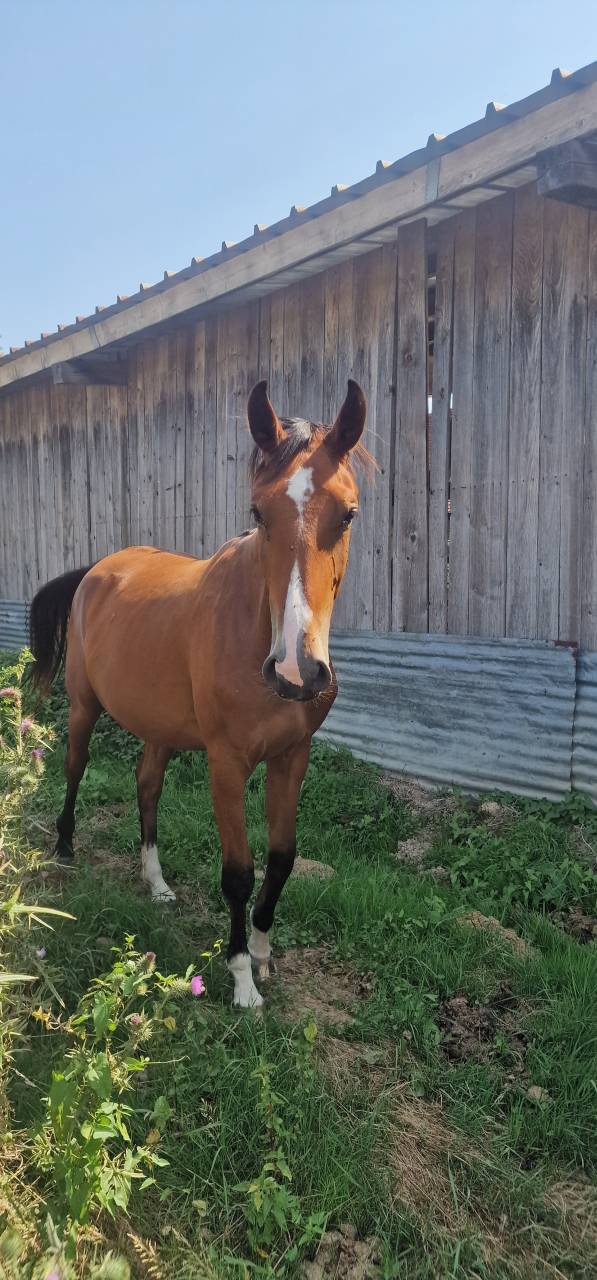 Jument Selle Fran&ccedil;ais de 3 ans 